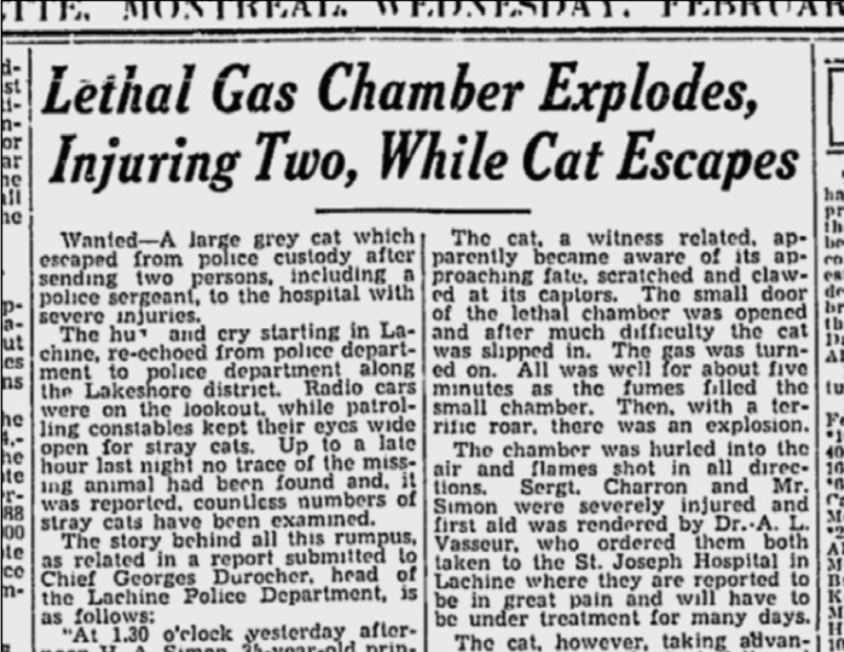 A cat causes the explosion of a gas chamber for the destruction of animals (Canada, 1936)